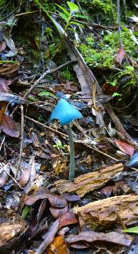 Entoloma hochstetteri image