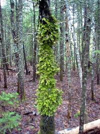 Lobaria pulmonaria image