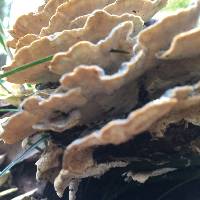 Trametes versicolor image