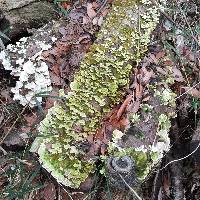 Trametes versicolor image