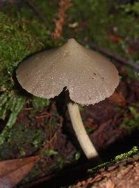 Entoloma canoconicum image