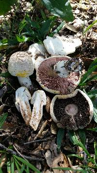 Agaricus xanthodermus image