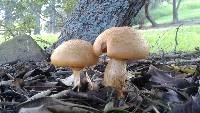 Gymnopilus junonius image