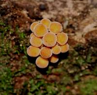 Flammulina velutipes image