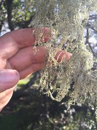 Ramalina menziesii image