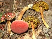 Boletus rubellus image