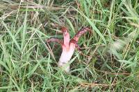 Clathrus archeri image