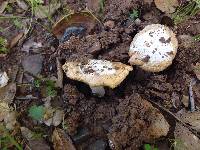 Amanita velosa image