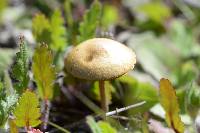 Agrocybe pediades image