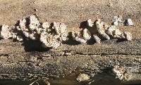 Schizophyllum commune image