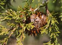 Gymnosporangium juniperi-virginianae image