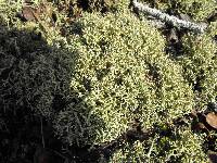 Cladonia evansii image