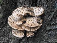 Polyporus squamosus image