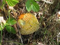 Amanita muscaria var. guessowii image