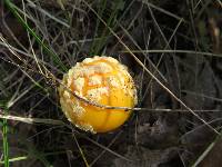 Amanita muscaria var. guessowii image