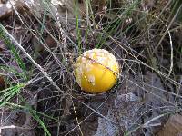 Amanita muscaria var. guessowii image