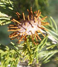 Gymnosporangium juniperi-virginianae image