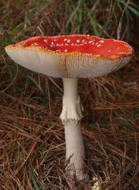 Amanita muscaria image