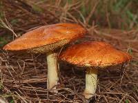 Suillus granulatus image