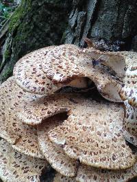 Polyporus squamosus image