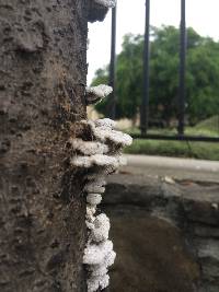 Schizophyllum commune image