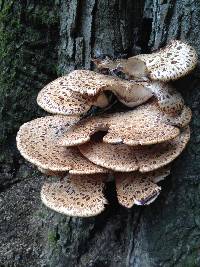 Polyporus squamosus image