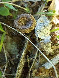 Polyporus arcularius image