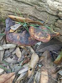 Ganoderma sessile image