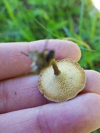 Polyporus arcularius image