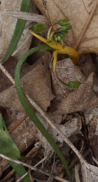 Puccinia mariae-wilsoniae image