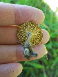 Polyporus arcularius image