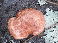 Pycnoporus cinnabarinus image