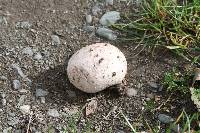 Calvatia gigantea image