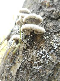 Schizophyllum commune image