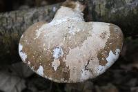 Piptoporus betulinus image