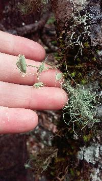 Usnea intermedia image