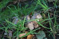 Coprinopsis atramentaria image