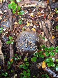 Amanita nothofagi image