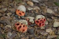 Clathrus ruber image