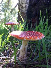 Amanita muscaria image