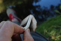 Coprinopsis atramentaria image