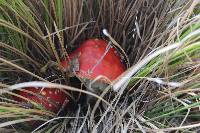 Amanita muscaria image