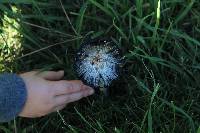 Coprinopsis atramentaria image