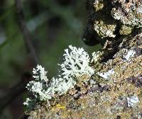 Evernia prunastri image