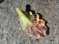 Coleosporium tussilaginis image