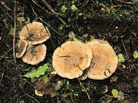 Clitocybe nebularis image