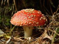 Amanita muscaria image