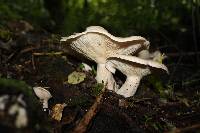 Clitocybe nebularis image