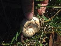 Lactarius pubescens image