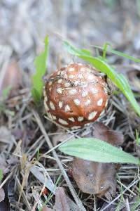 Amanita muscaria image